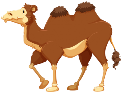 Camello