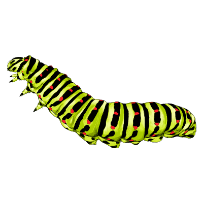 Oruga