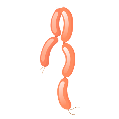 Salchichas