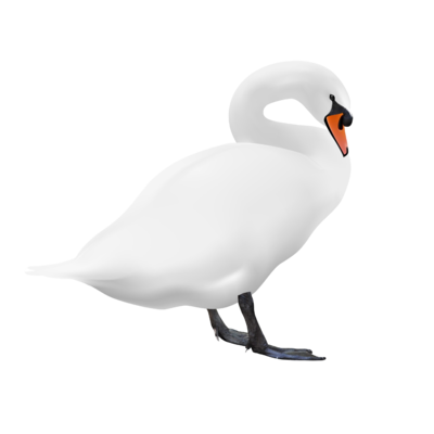 Cisne